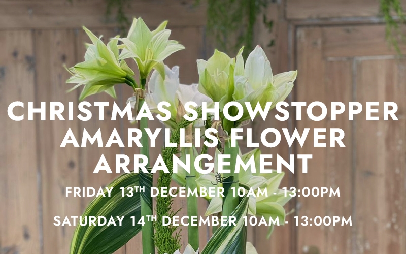 Christmas Showstopper Amaryllis Flower Arrangement