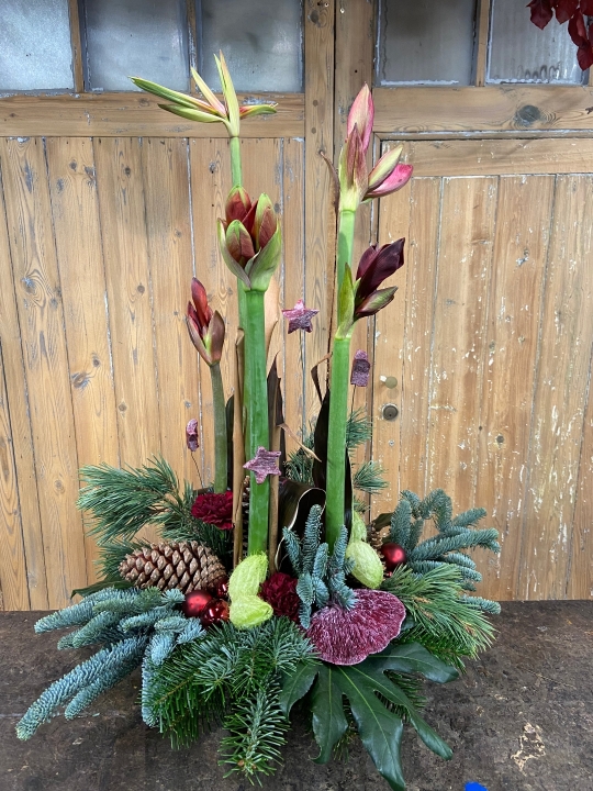 Christmas Showstopper Amaryllis Flower Arrangement